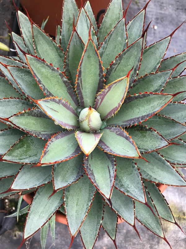 Image of Mangave 'Bloodlines' taken at Walters Gardens, MI by H. Hansen