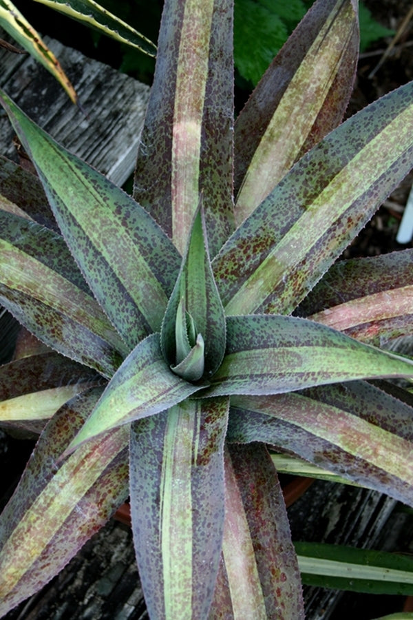 Image of Mangave 'Cappuccino'