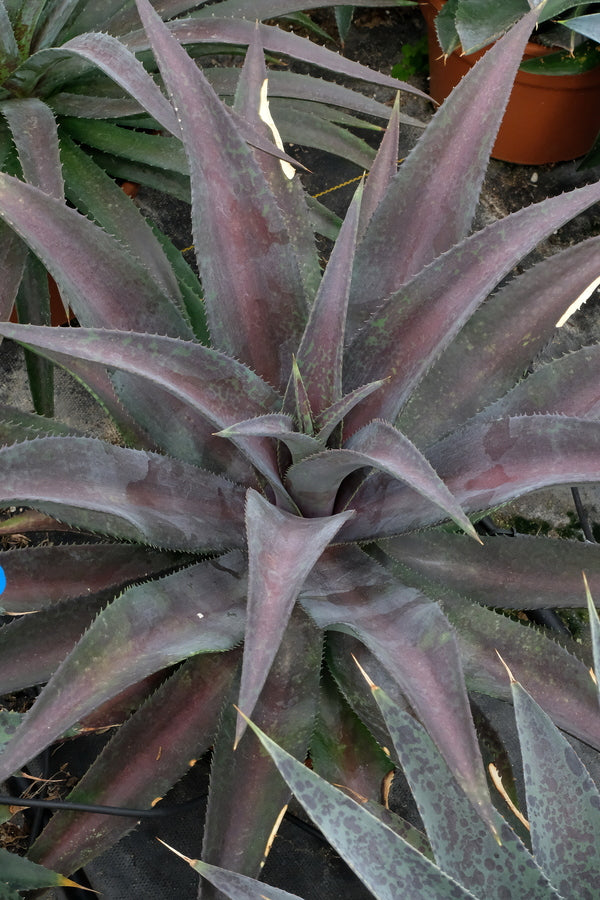 Image of Mangave 'Center of Attention' PP 33,630 taken at Walters Gardens, MI by Walters Gardens