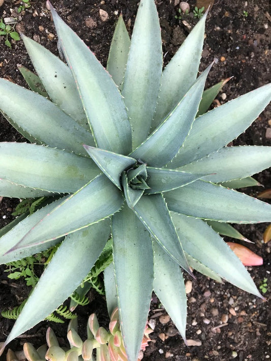 Image of Mangave 'Frosted Elegance' PP 32,289 taken at Walters Gardens, MI by H. Hansen