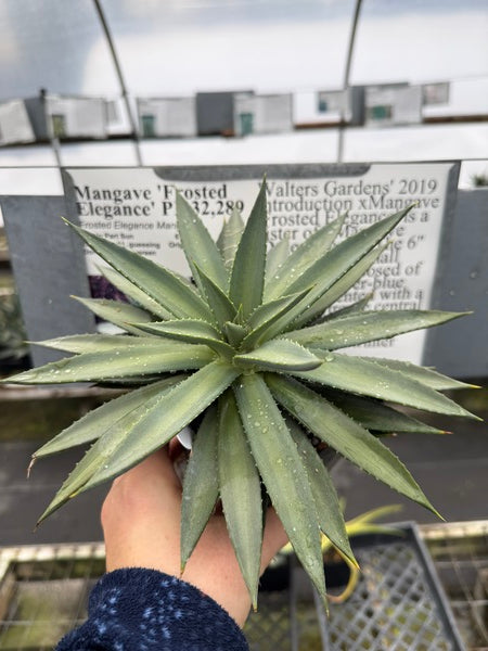Image of Mangave 'Frosted Elegance' PP 32,289