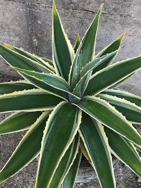 Image of Mangave 'Navajo Princess' PP 31,136 taken at Walters Gardens, MI by H. Hansen