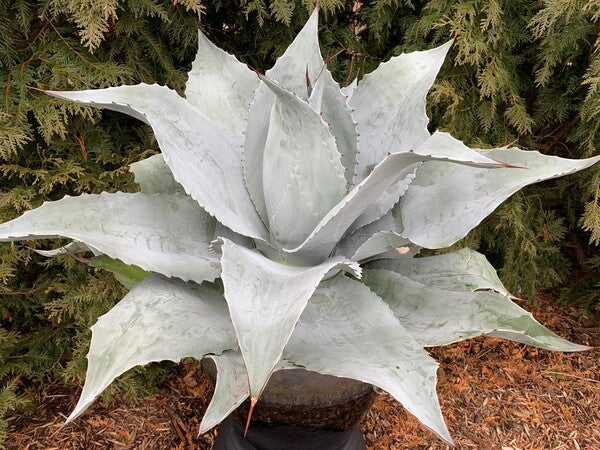 Image of Mangave 'Permanent Wave' PP 35,382 taken at Juniper Level Botanic Gdn, NC by JLBG