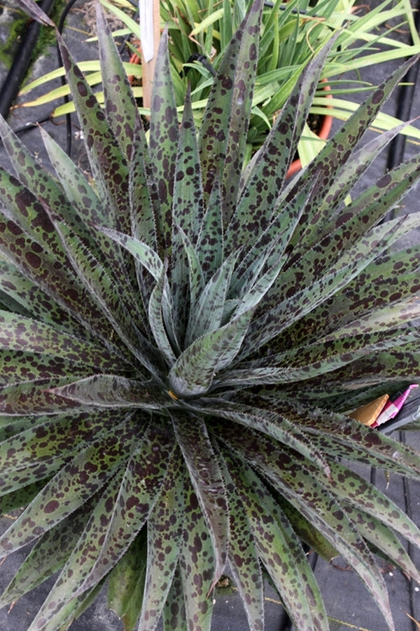 Image of Mangave 'Pineapple Express' PP 28,613 taken at Walters Gardens, MI