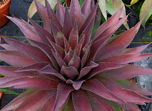 Image of Mangave 'Red Wing' PP 31,459 taken at Walters Gardens, MI by JLBG