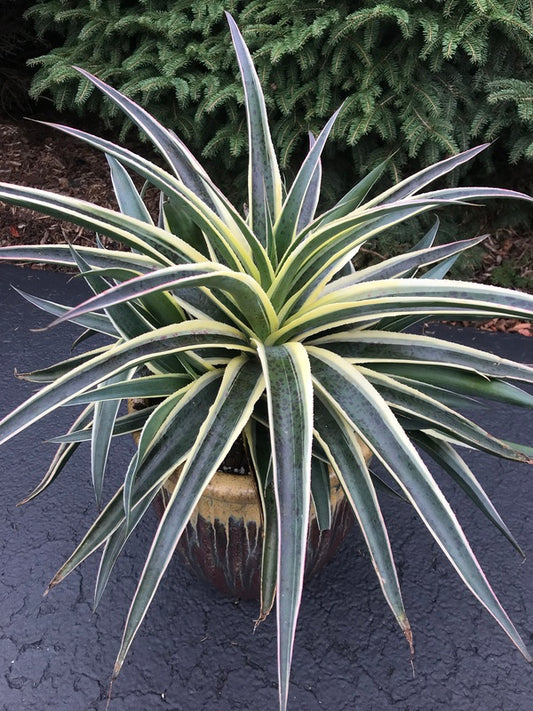 Image of Mangave 'Snow Leopard' PP 31,137 taken at Juniper Level Botanic Gdn, NC by H. Hansen