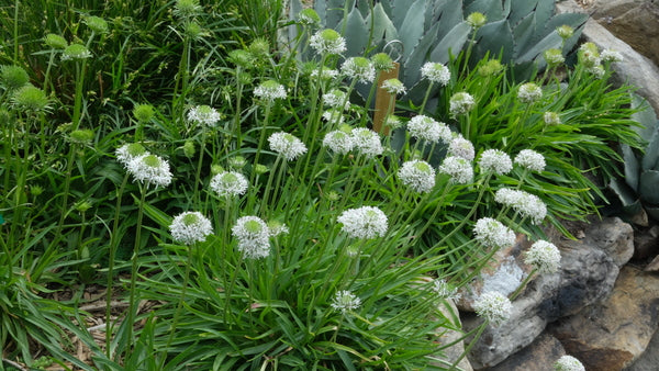 Image of Marshallia caespitosa taken at Juniper Level Botanic Gdn, NC by JLBG
