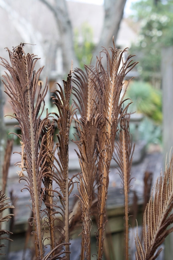 Image of Matteuccia struthiopteris 'The King' taken at Juniper Level Botanic Gdn, NC by JLBG