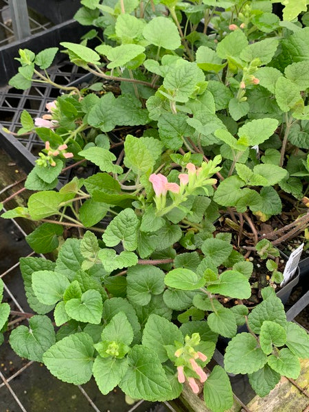 Image of Meehania cordata 'Roby Rose' taken at Juniper Level Botanic Gdn, NC by L. Churakova