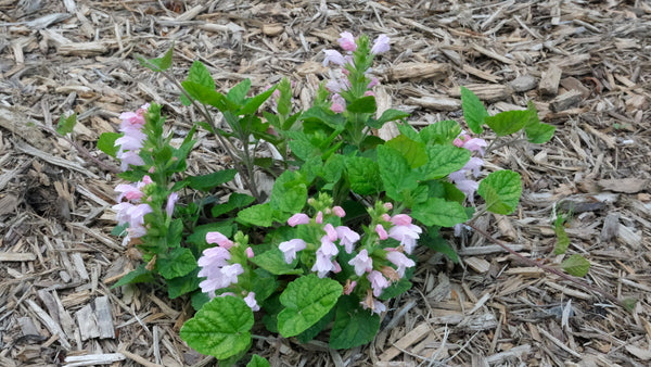 Image of Meehania cordata 'Roby Rose' taken at Juniper Level Botanic Gdn, NC by JLBG