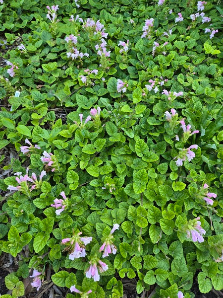 Image of Meehania cordata 'Roby Rose' taken at Juniper Level Botanic Gdn, NC by JLBG