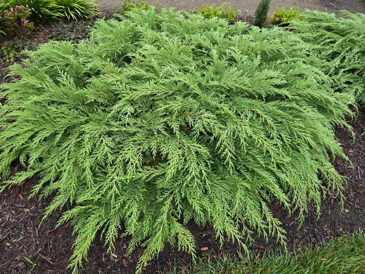 Image of Microbiota decussata 'Prides' taken at Juniper Level Botanic Gdn, NC by JLBG