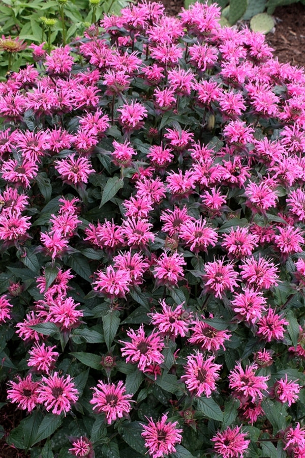 Image of Monarda 'Bubblegum Blast' PP 27,497 taken at Juniper Level Botanic Gdn, NC by JLBG