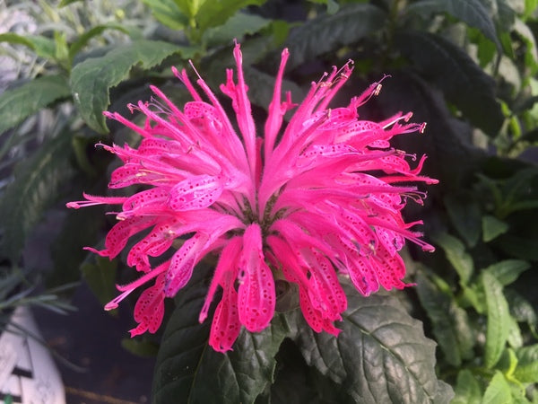 Image of Monarda 'Electric Neon Pink' PP 30,347 taken at Walters Gardens, MI by H. Hansen