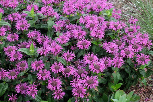 Image of Monarda 'Leading Lady Plum' PP 26,447