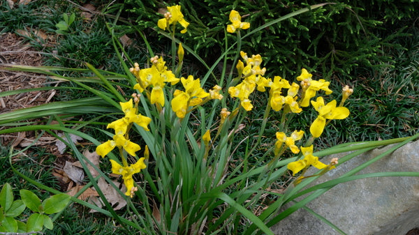Image of Moraea huttonii  taken at Juniper Level Botanic Gdn, NC by JLBG