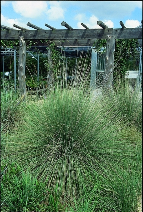 Image of Muhlenbergia lindheimeri taken at LBJ Wildflower Center, TX