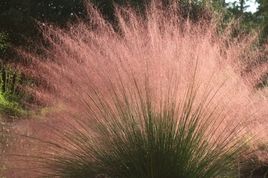 Image of Muhlenbergia sericea (capillaris of Horticulture) taken at Juniper Level Botanic Gdn, NC by JLBG