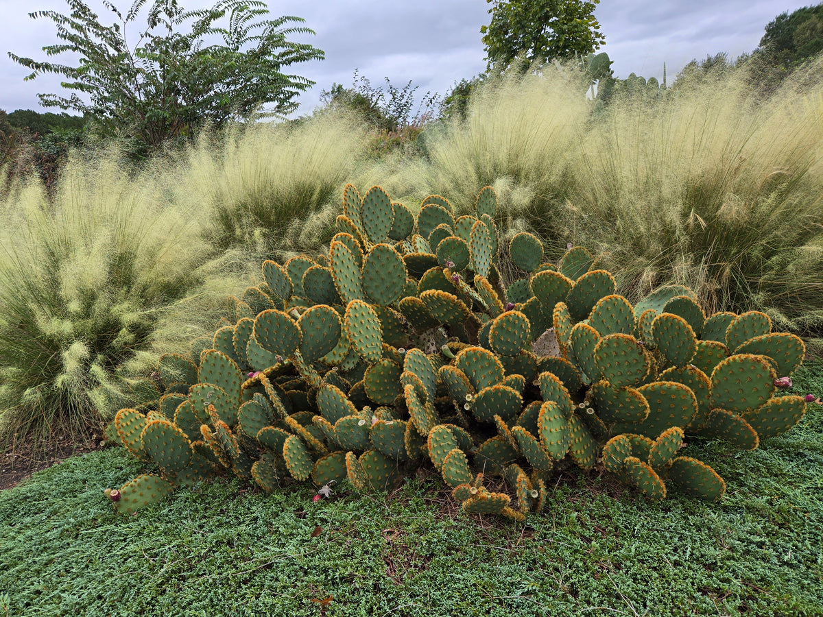Rooted at Home: North American Native Perennials - Online Only