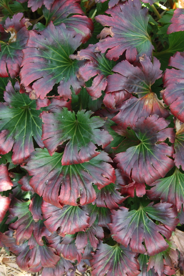 Image of Mukdenia rossii 'Karasuba' taken at Walters Gardens, MI