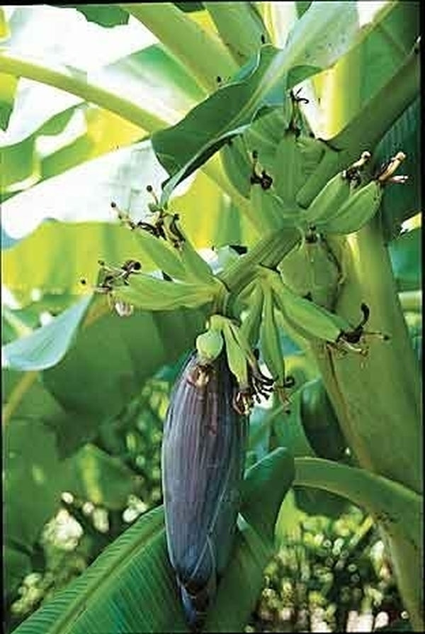 Image of Musa 'Orinoco' taken at Juniper Level Botanic Gdn, NC by JLBG