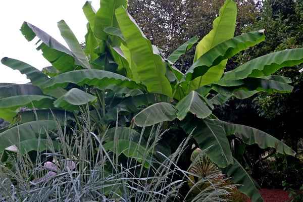 Image of Musa basjoo taken at Juniper Level Botanic Gdn, NC by JLBG