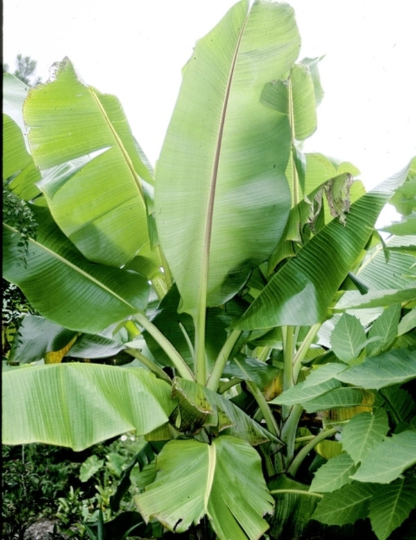 Image of Musa sikkimensis taken at Juniper Level Botanic Gdn, NC by JLBG
