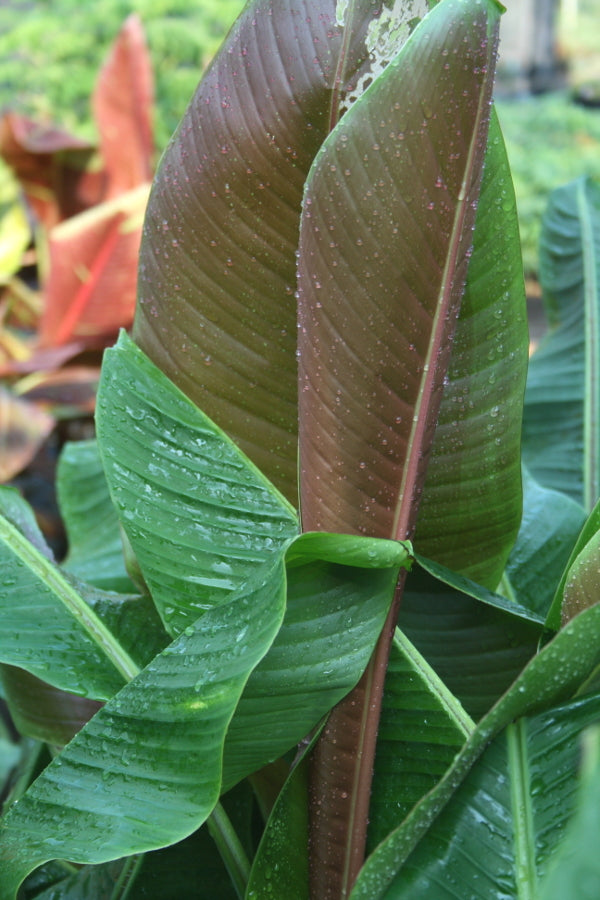 Image of Musa sikkimensis taken at Juniper Level Botanic Gdn, NC by JLBG