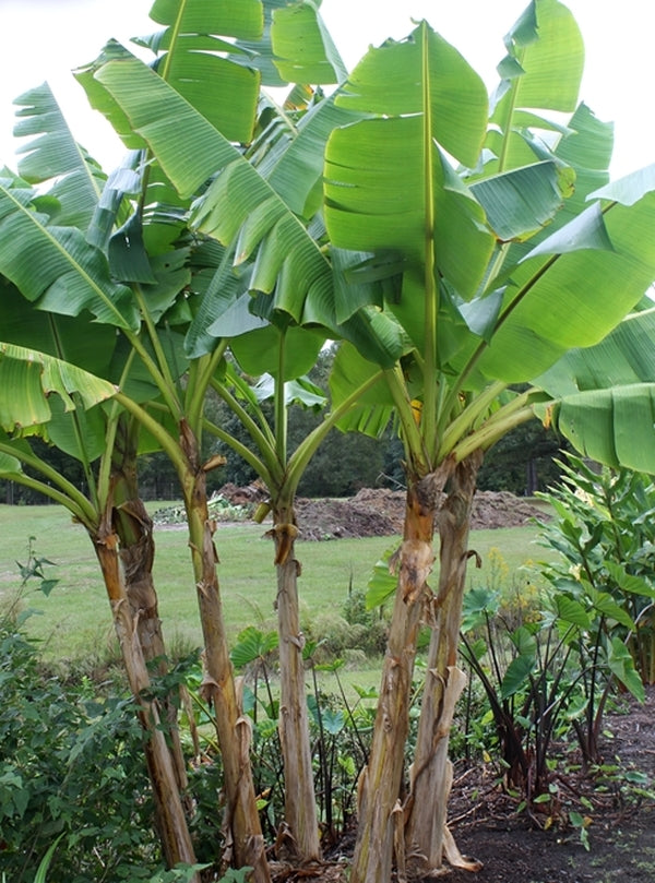 Image of Musa sikkimensis