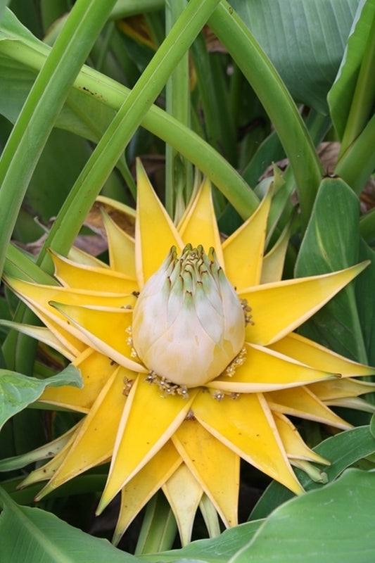 Image of Musella lasiocarpa taken at J.C. Raulston Arboretum, NC by T. Avent