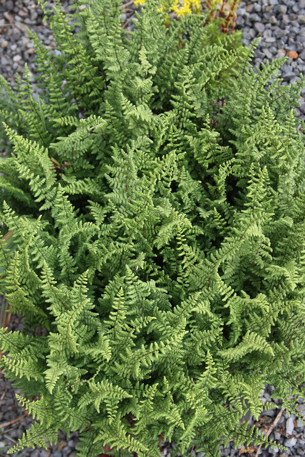 Image of Myriopteris lanosa 'Mighty Tidy' taken at Juniper Level Botanic Gdn, NC by JLBG