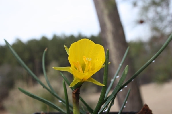 Image of Narcissus 'Apollo Gold' taken at Juniper Level Botanic Gdn, NC by JLBG