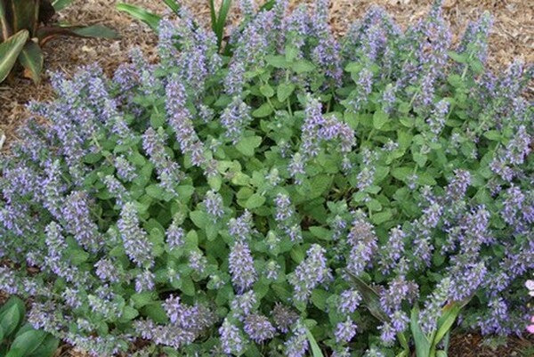 Image of Nepeta 'Purple Haze' PP 23,180 taken at Juniper Level Botanic Gdn, NC by JLBG