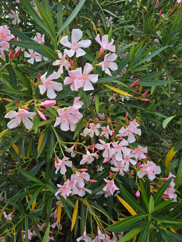 Image of Nerium oleander 'Hardy Pink' taken at Juniper Level Botanic Gdn, NC by JLBG