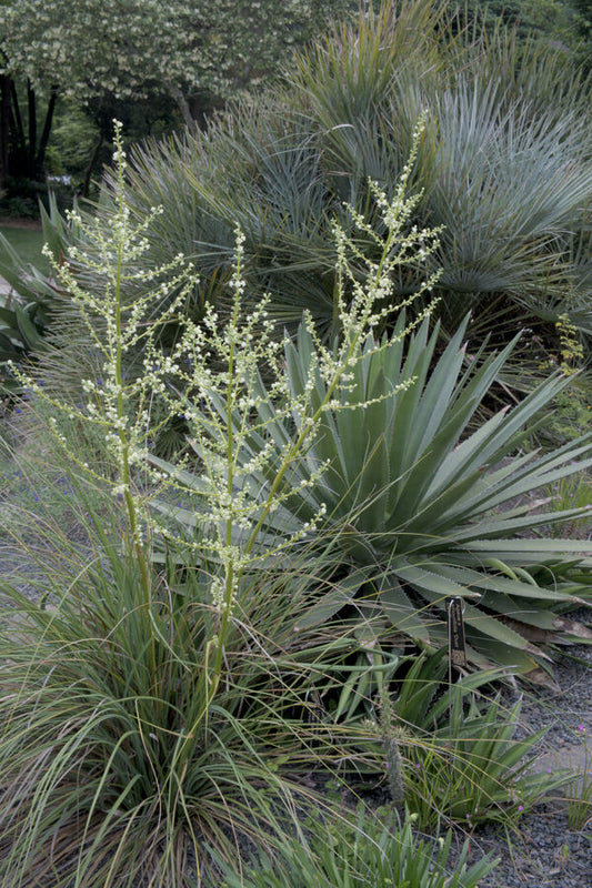 Image of Nolina lindheimeriana 'Fayette' taken at Juniper Level Botanic Gdn, NC by JLBG