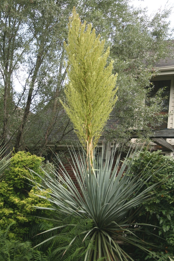 Image of Nolina nelsonii taken at Juniper Level Botanic Gdn, NC by JLBG