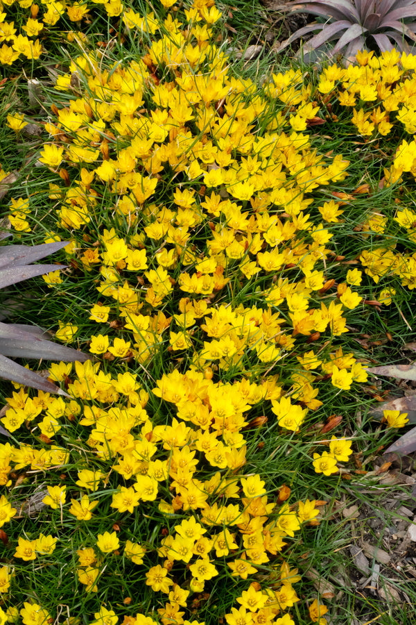 Image of Nothoscordum sellowianum taken at Juniper Level Botanic Gdn, NC by JLBG