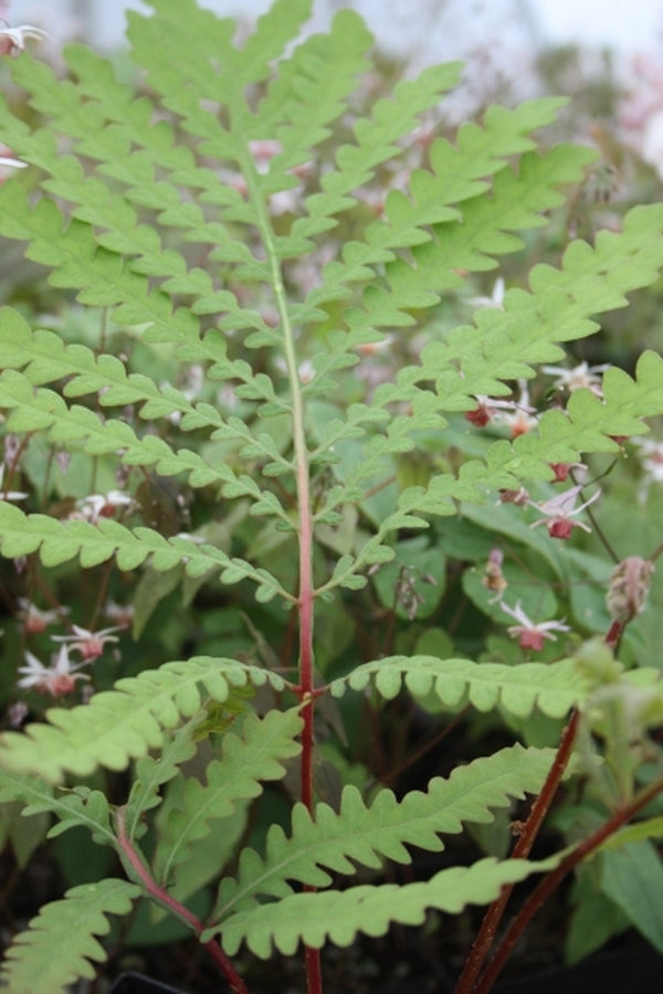 Image of Onoclea sensibilis 'Texas Too Tall' taken at Juniper Level Botanic Gdn, NC by JLBG