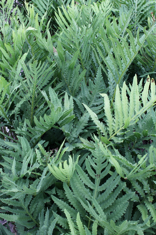 Image of Onoclea sensibilis 'Texas Too Tall' taken at Juniper Level Botanic Gdn, NC by JLBG