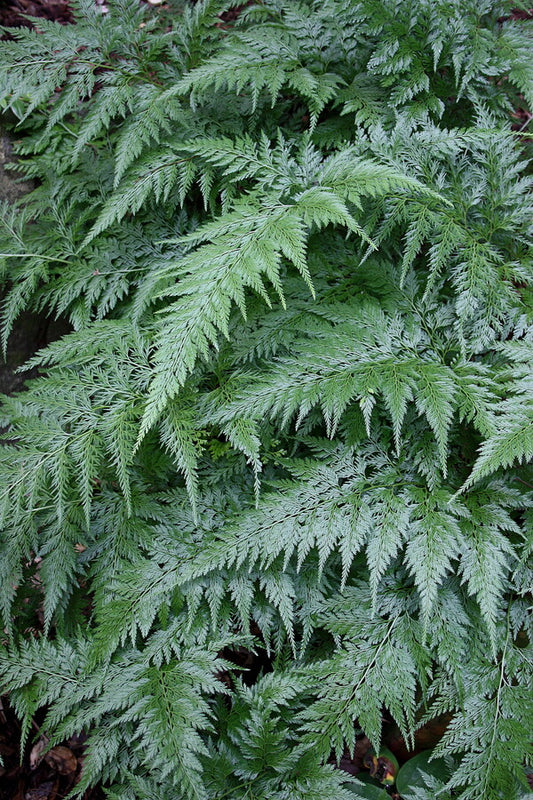 Image of Onychium japonicum 'Sichuan Lace' taken at Juniper Level Botanic Gdn, NC by JLBG