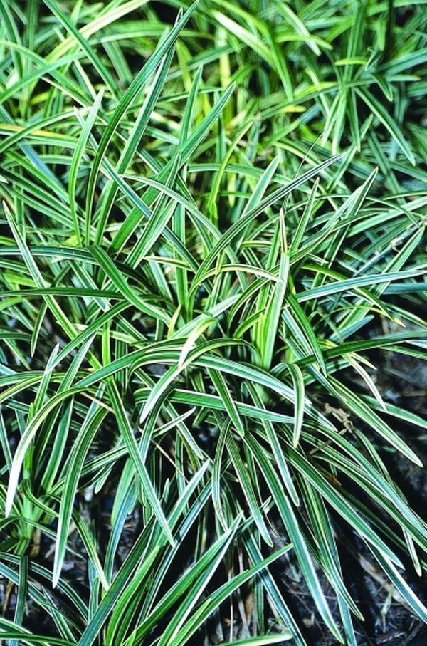 Image of Ophiopogon planiscapus 'Haku ryu Ko' taken at Juniper Level Botanic Gdn, NC by JLBG