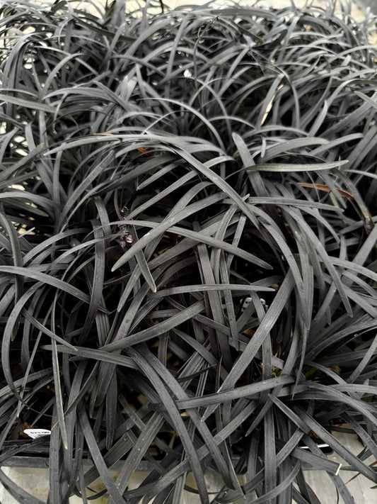 Image of Ophiopogon planiscapus 'Kokuryu'
