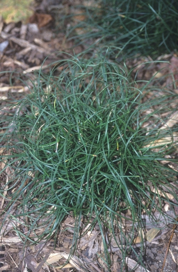 Image of Ophiopogon umbraticola taken at Juniper Level Botanic Gdn, NC by JLBG