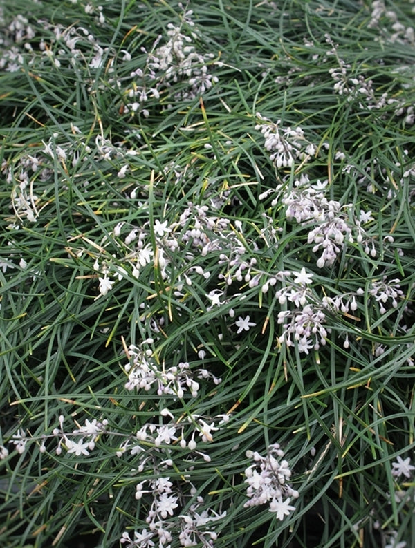 Image of Ophiopogon umbraticola taken at Juniper Level Botanic Gdn, NC by JLBG
