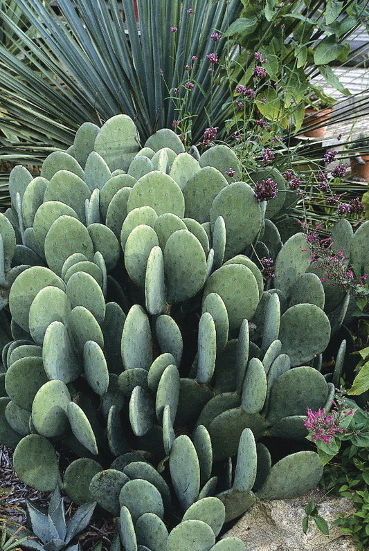 Image of Opuntia cacanapa 'Ellisiana' taken at Juniper Level Botanic Gdn, NC by JLBG