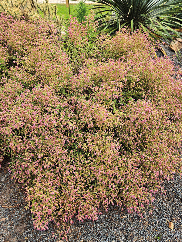Image of Origanum calcaratum taken at Juniper Level Botanic Gdn, NC by JLBG