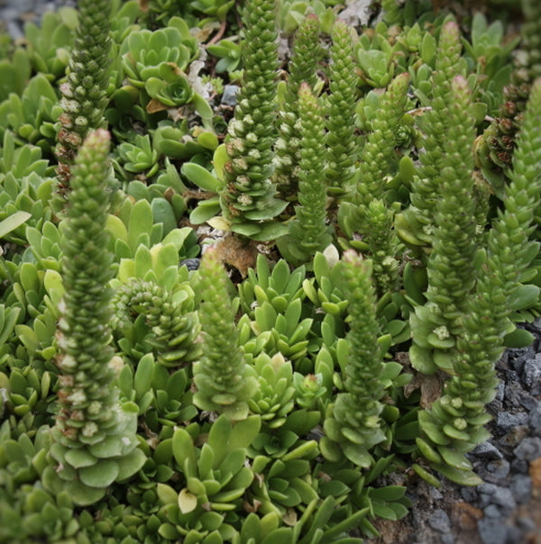 Image of Orostachys malacophylla