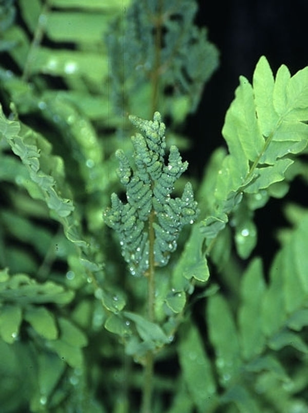Image of Osmunda regalis taken at Fancy Fronds, WA