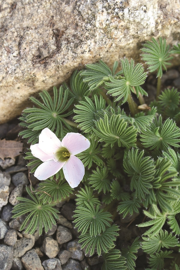 Image of Oxalis palmifrons taken at Juniper Level Botanic Gdn, NC by JLBG