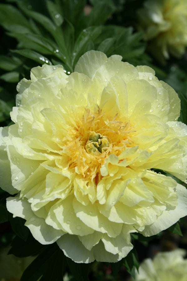 Image of Paeonia 'Bartzella' taken at Juniper Level Botanic Garden, Raleigh NC by JLBG